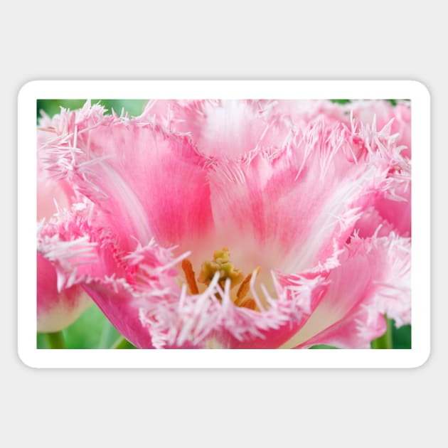 Tulipa  'Pink Fountain'  Tulip  Fringed Group Sticker by chrisburrows